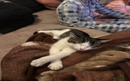 Mixed Breed cats for sale: Active and friendly kitten - Image 6