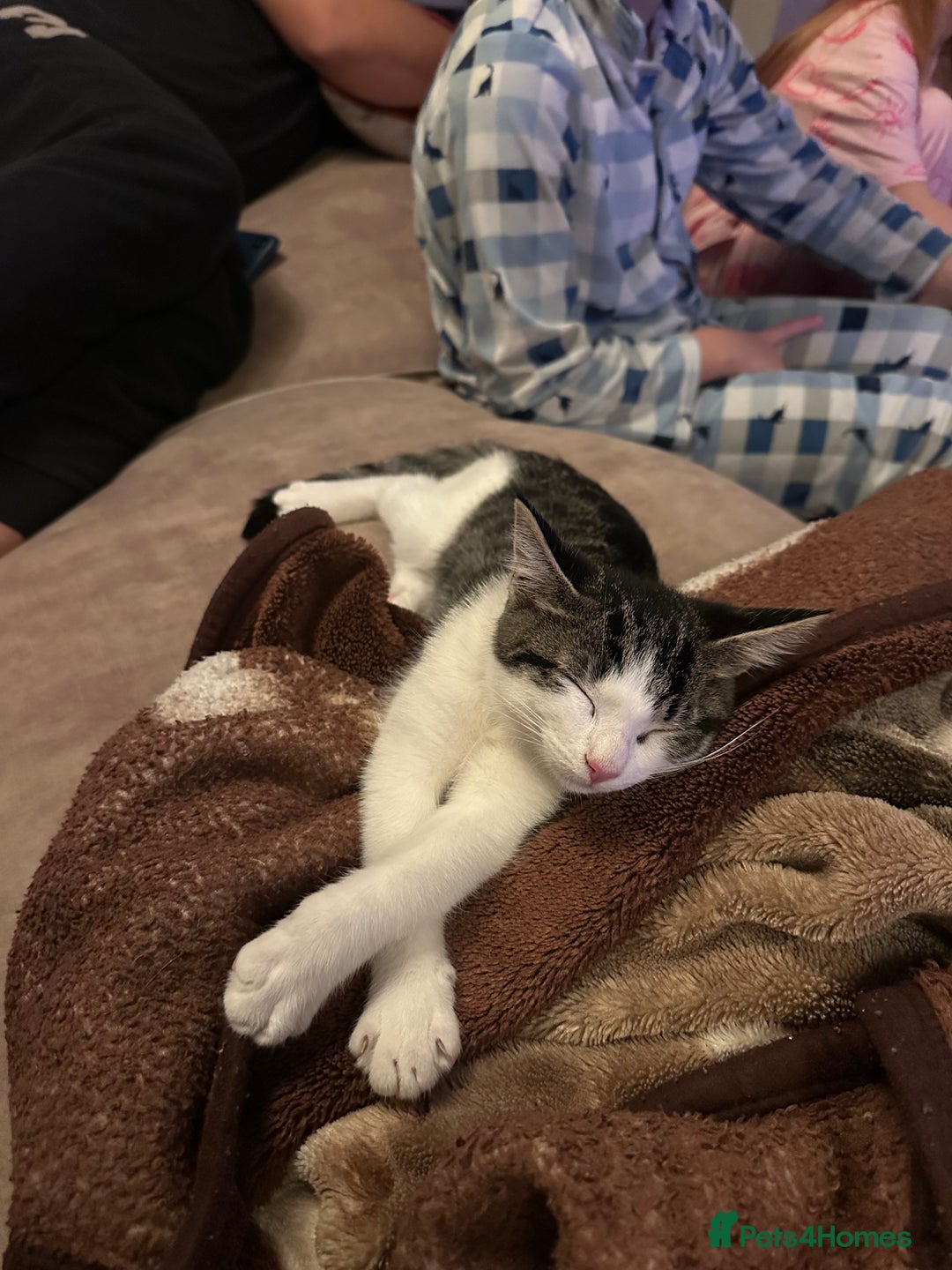 Mixed Breed cats for sale: Active and friendly kitten - Image 6