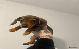 Miniature Dachshund dogs for sale: DOLLAR 💵  - Image 7