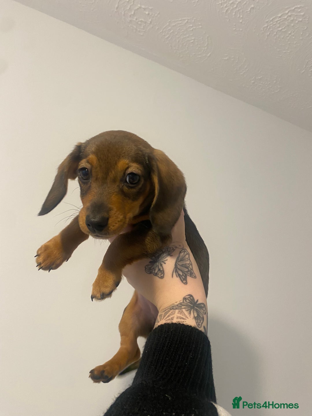 Miniature Dachshund dogs for sale: DOLLAR 💵  - Image 7