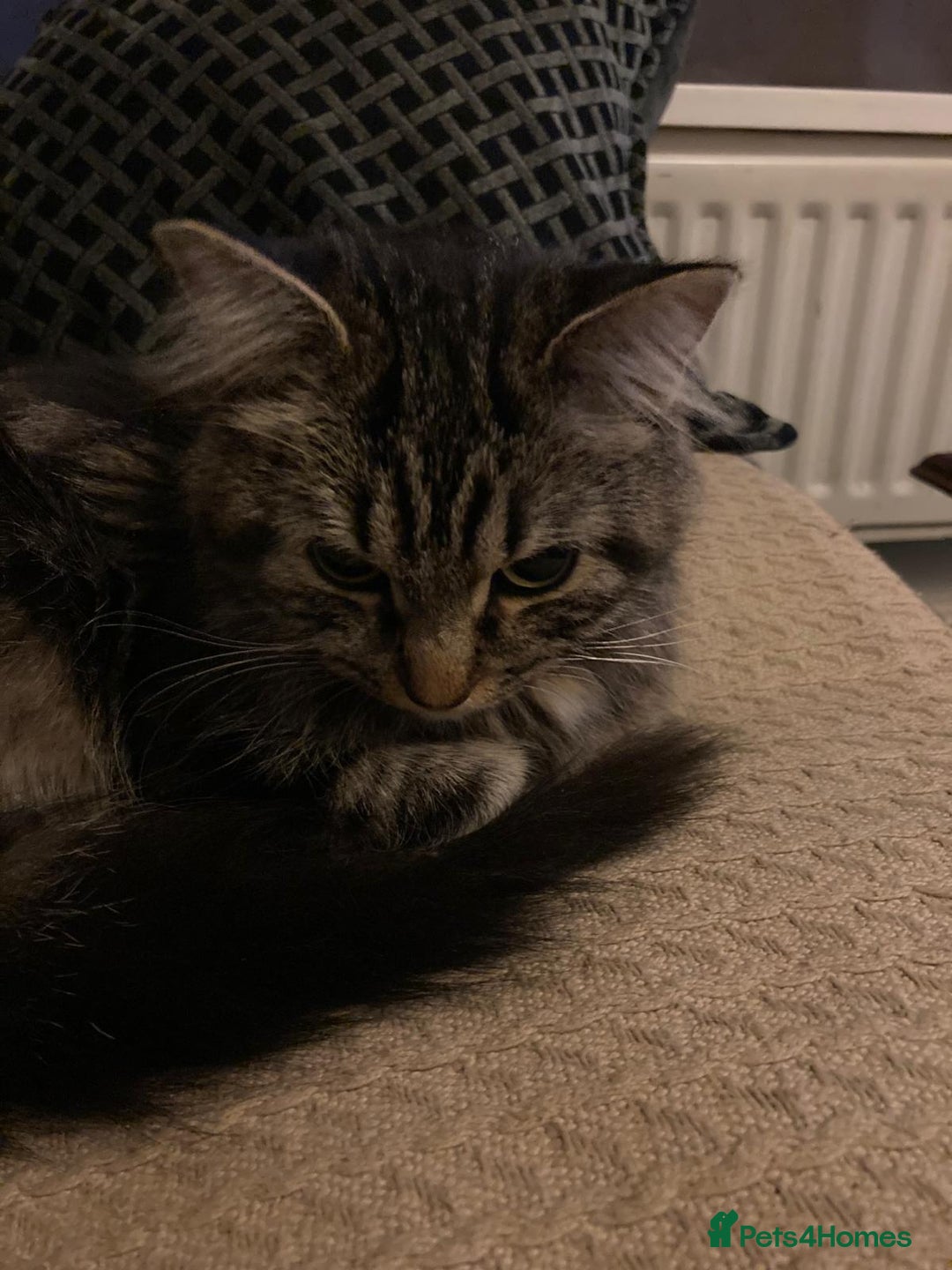 British Longhair cats for sale: Catty - Advert 2