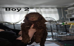 Standard Poodle dogs for sale: Standard Poodle Puppies READY TO LEAVE NOW  - Image 6