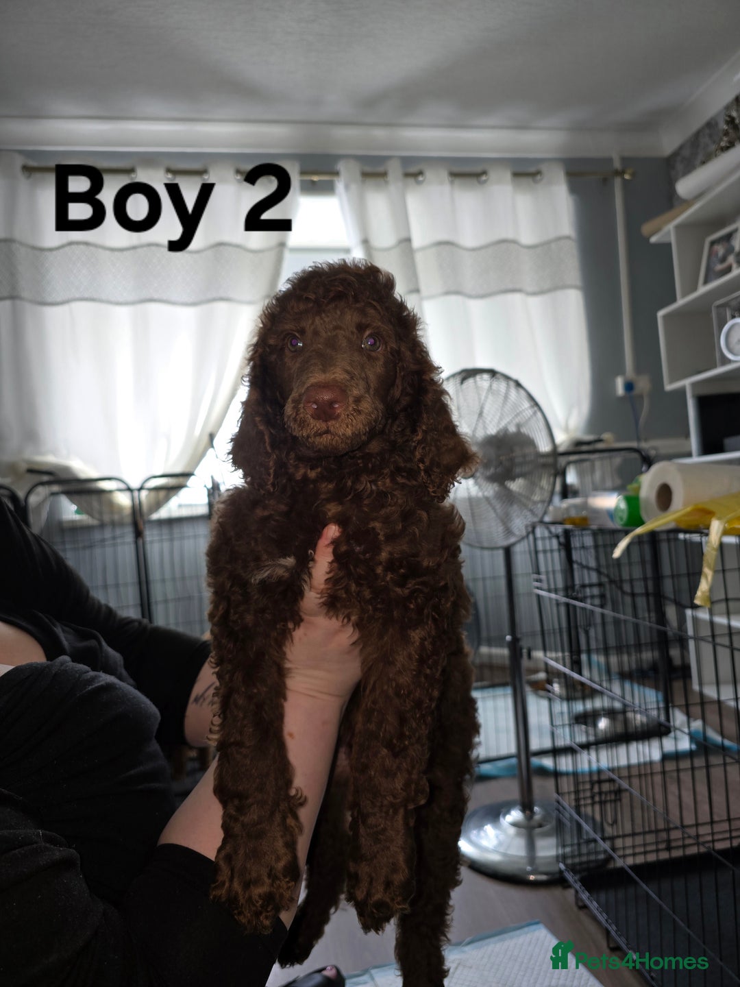 Standard Poodle dogs for sale: Standard Poodle Puppies READY TO LEAVE NOW  - Image 6