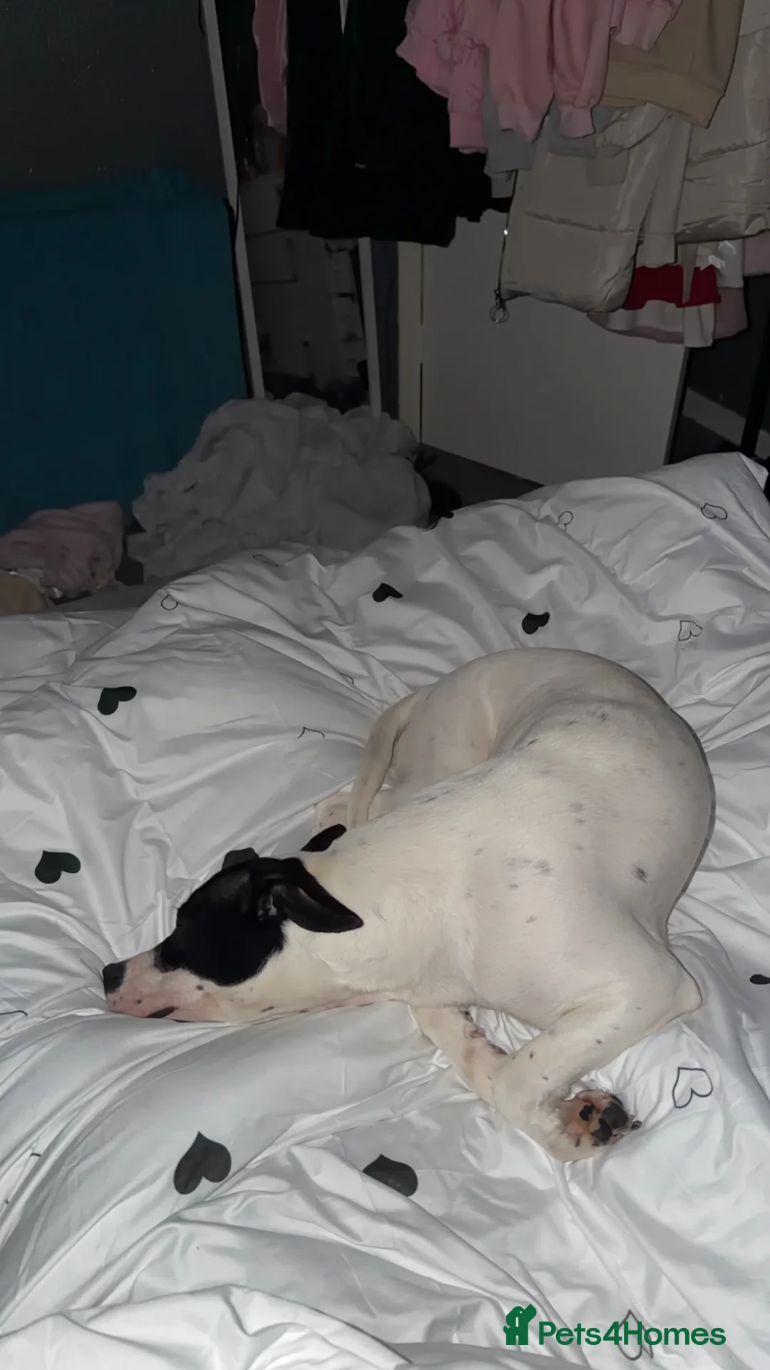 Mixed Breed dogs for sale: Roxy x in Beith - Advert 2