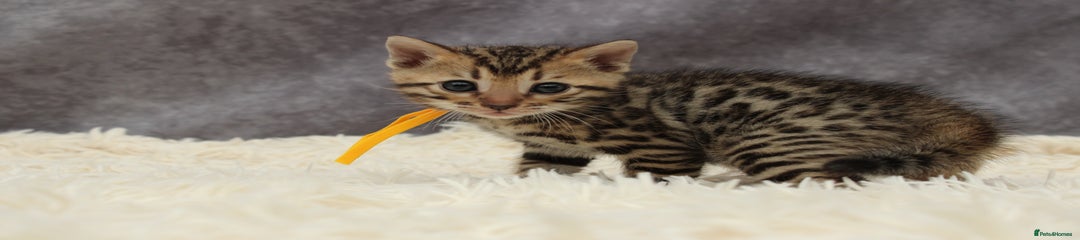 Quincy 