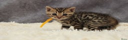 Bengal cats for sale: 🔥Stunning Bengals for reservation only 2 left🔥 - Advert 35