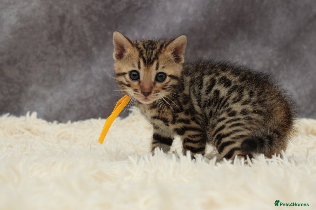 Bengal cats for sale: 🔥Stunning Bengals ready for reservation🔥 - Image 14