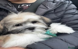 Lhasa Apso dogs for sale: Beautiful Lhasa Apso boy - Image 1