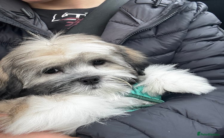 Lhasa Apso dogs - Advert 1