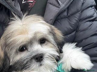 Lhasa Apso dogs - Advert 2