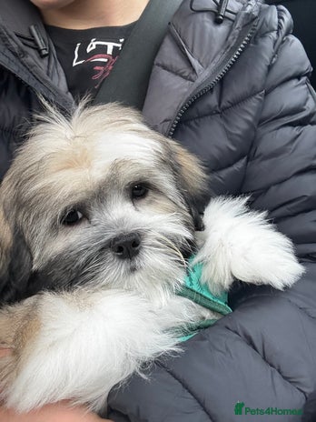 Lhasa Apso dogs - Advert 1