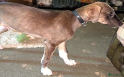 Lurcher dogs for adoption: Norman, young lurcher in rescue - Image 4