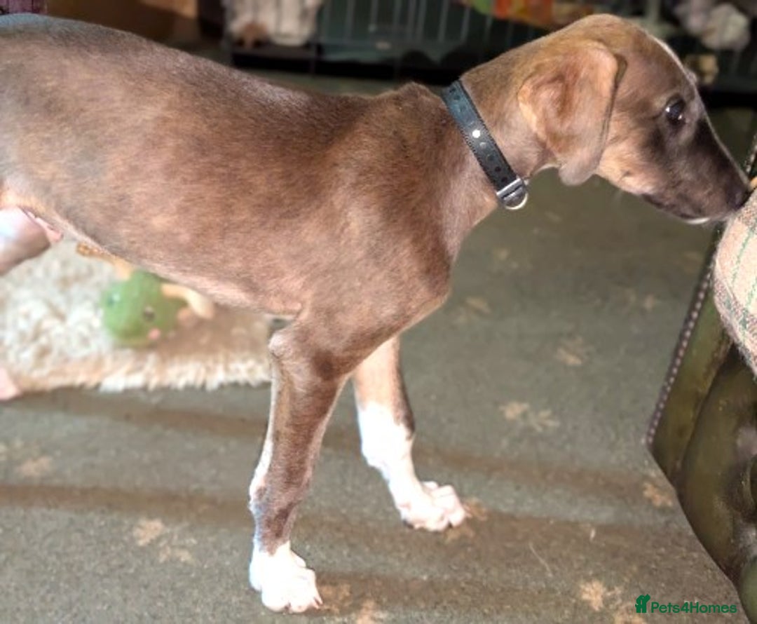 Lurcher dogs for adoption: Norman, young lurcher in rescue - Image 4
