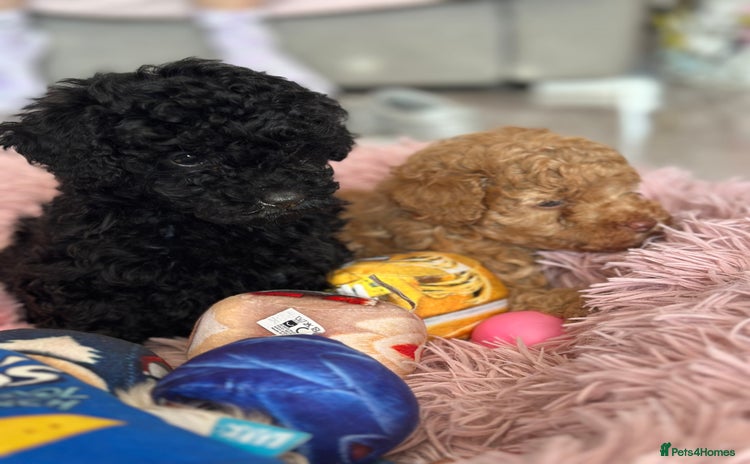 Toy Poodle dogs - Advert 2