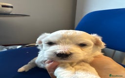 Maltese dogs for sale: Maltese puppies  - Image 16