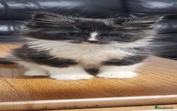 Maine Coon cats for sale: XXL Pure Maine Coon kittens for sale  - Image 1
