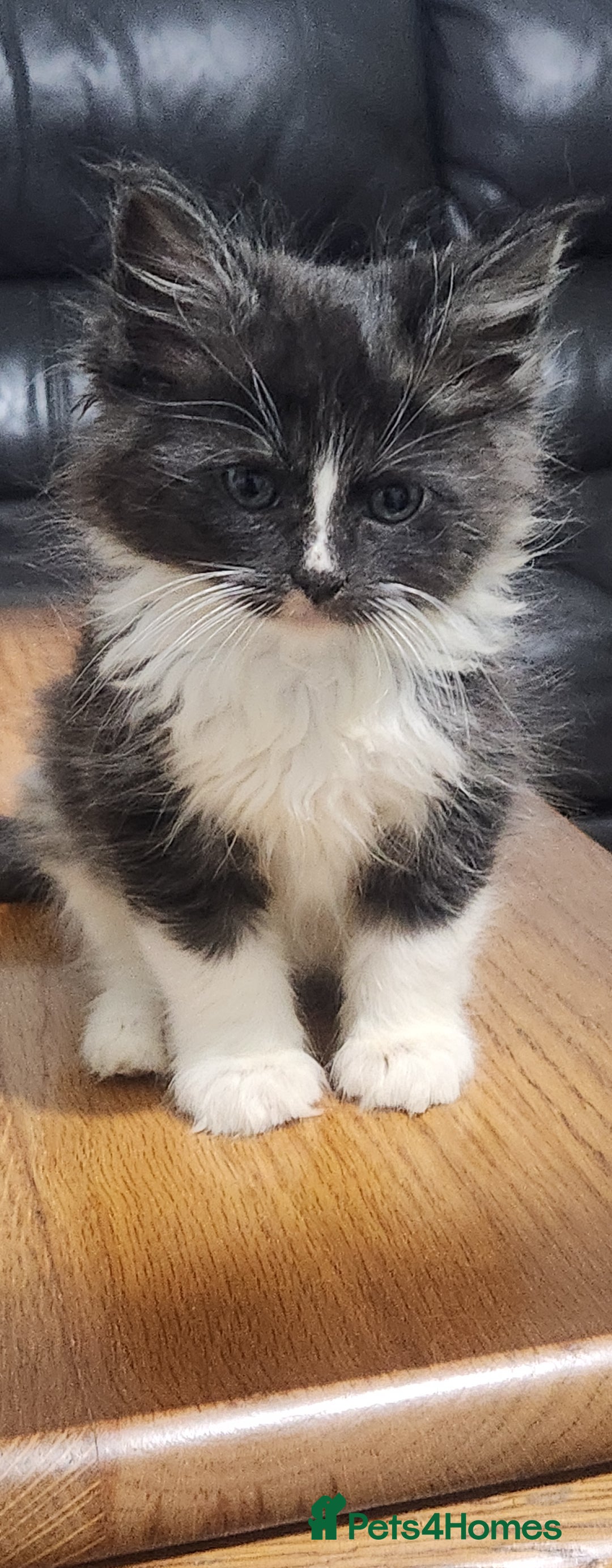 Maine Coon cats for sale: XXL Pure Maine Coon kittens for sale  - Image 1
