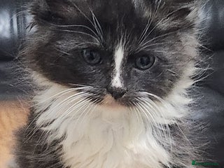 Maine Coon cats - Advert 8