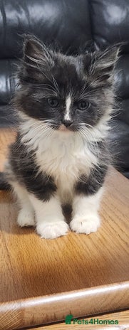 Maine Coon cats - Advert 6