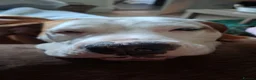 Mixed Breed dogs for sale: Bully breed  - Advert 2