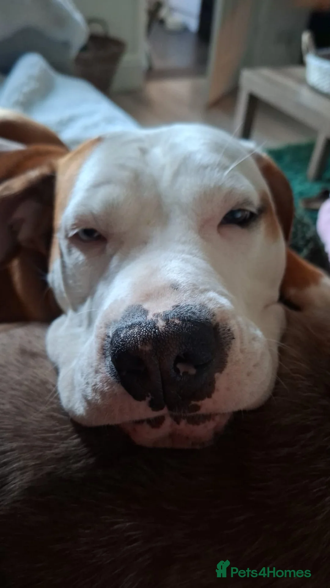 Mixed Breed dogs for sale: Bully breed  - Advert 2