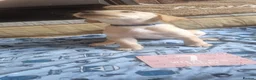 Labrador Retriever dogs for sale: READY TO LEAVE 3RD JUNE Gorgeous labrador puppies! - Advert 4
