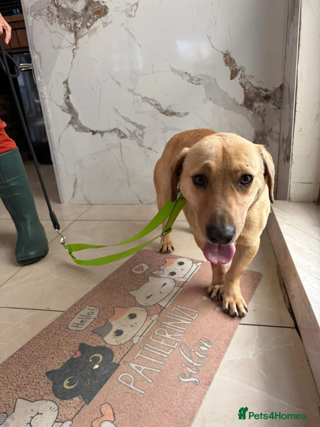 Mixed Breed dogs for adoption: Jack – Sweet Dachshund Mix is Ready to Adopt - Advert 1