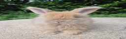 Angora rabbits for sale: 🌟STUNNING ANGORA BABIES- maxi full face 🌟 - Advert 18