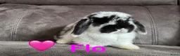 Mini Lop rabbits for sale: Beautiful Mini Lops Available to Reserve - Advert 4