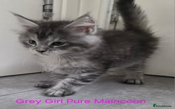 Maine Coon cats for sale: Maincoon Kitten For Sale - Image 24