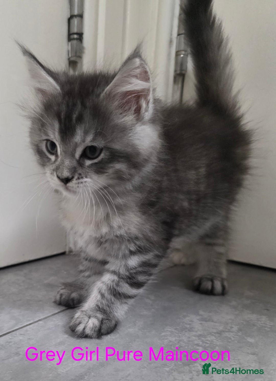 Maine Coon cats for sale: Maincoon Kitten For Sale - Image 24