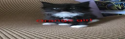 Mixed Breed cats for sale: Beauty litter of ragcoon -tuxedo cross  in Preston - Advert 10