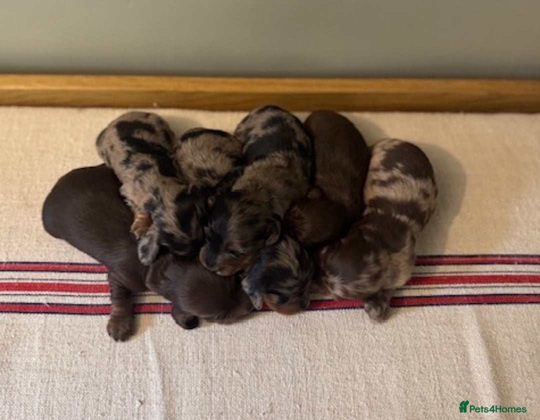 Miniature Dachshund dogs for sale: KC Long haired miniature dachshund puppies - Image 3