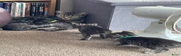 Domestic Shorthair cats for sale: Litter of 4 for sale - Advert 14