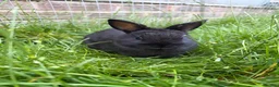 Netherland Dwarf rabbits for sale: Pure Netherland dwarf   - Advert 9