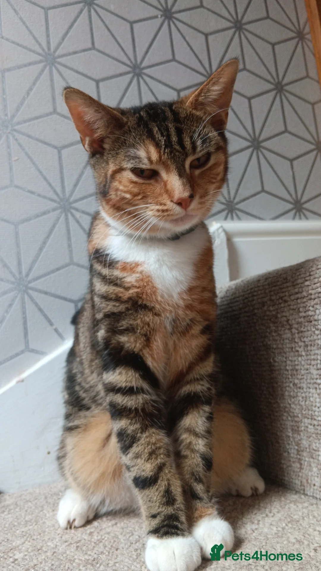 Mixed Breed cats for sale: Taby cat looking for new home in Northampton - Advert 2