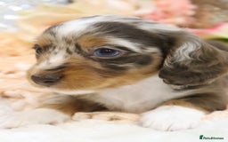 Miniature Dachshund dogs for sale: KC Miniature Dachshund Puppies - Advert 23