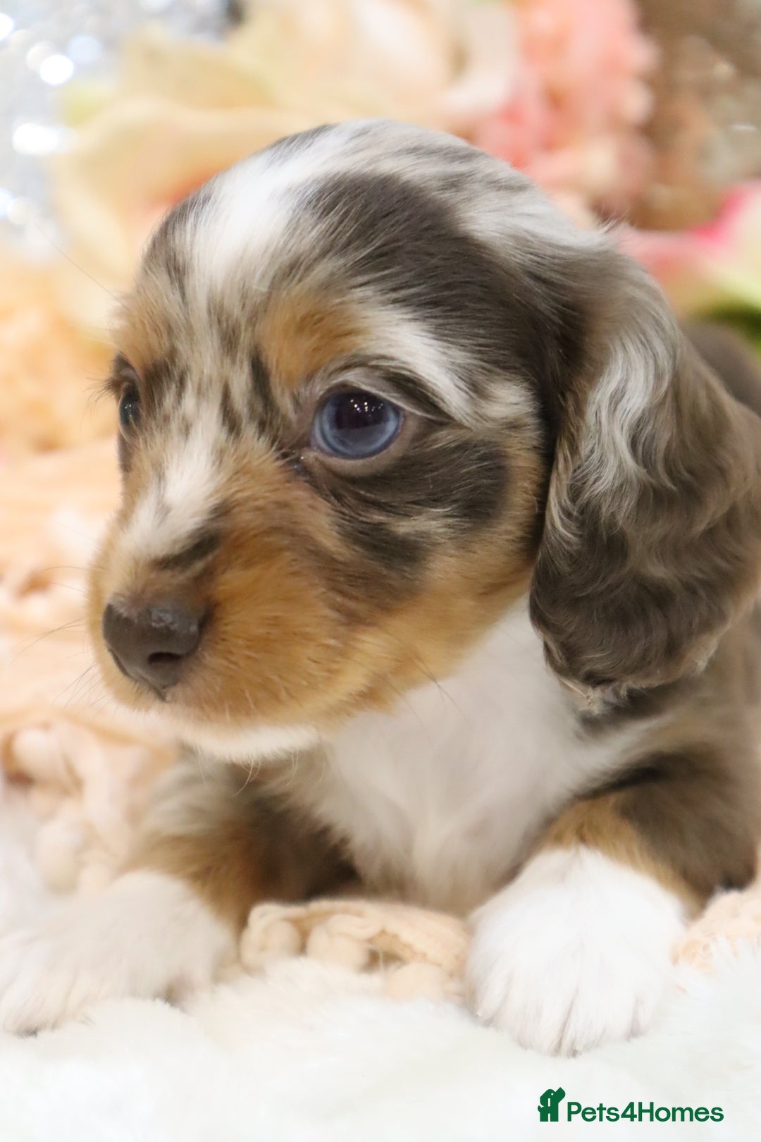 Miniature Dachshund dogs for sale: KC Miniature Dachshund Puppies - Advert 23