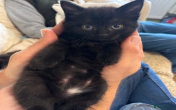 Mixed Breed cats for sale: Ragdoll/domestic shorthair  - Image 12