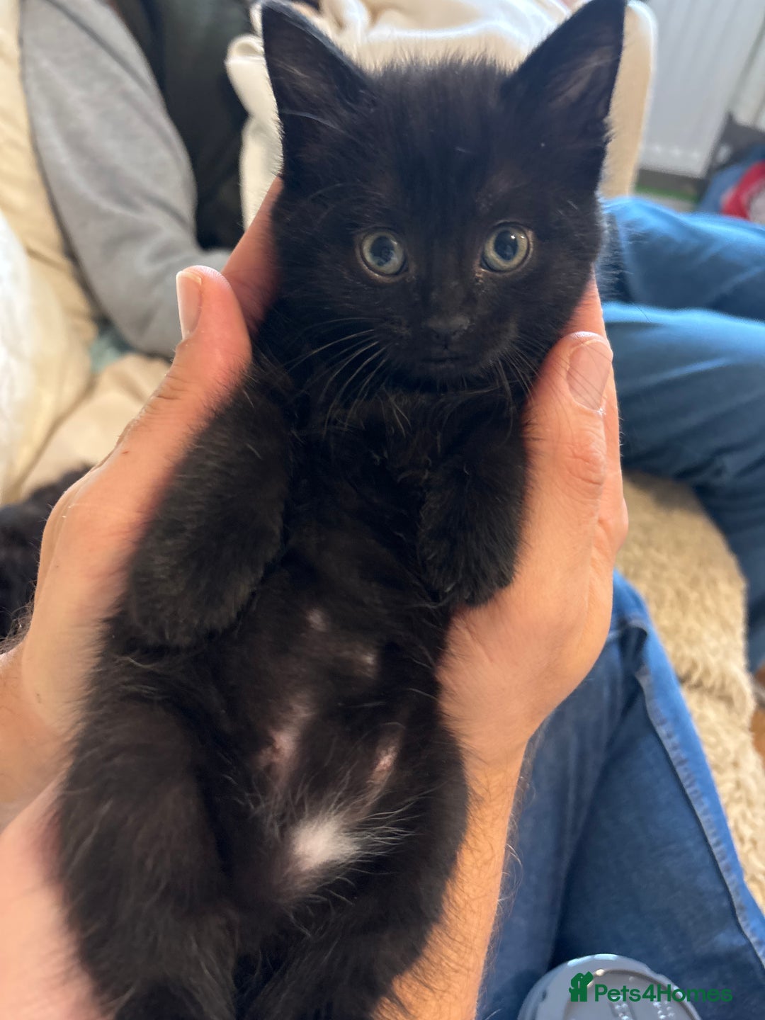 Mixed Breed cats for sale: Ragdoll/domestic shorthair  - Image 12