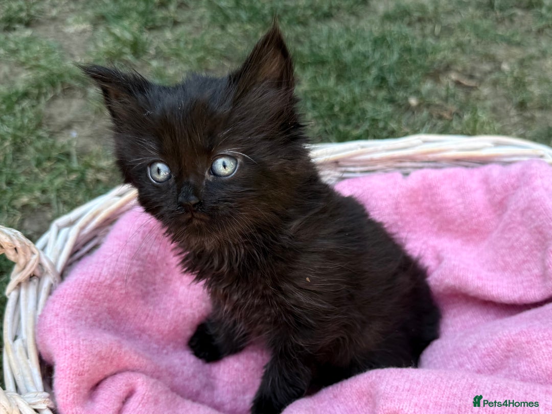 Russian Blue cats for sale: Crossed RussianBlue Kittens - Image 12