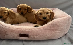 Cocker Spaniel dogs for sale: Crocker spaniel puppy's  - Image 10