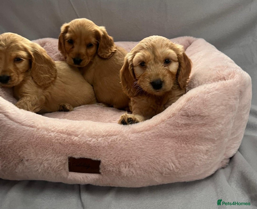 Cocker Spaniel dogs for sale: Crocker spaniel puppy's  - Image 10