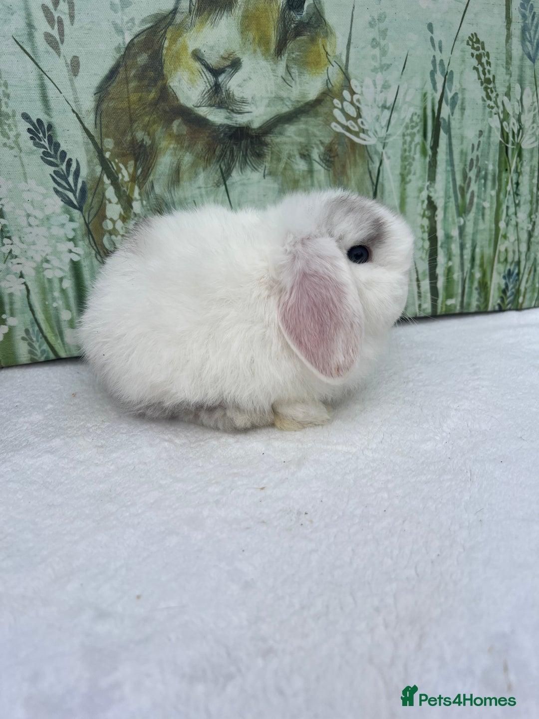 Mini Lop rabbits for sale: Gorgeous Mini lop baby Doe 8weeks old - Advert 6