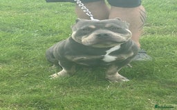 Shorty Bull dogs for sale: Blue and tan pocket bully - Image 2