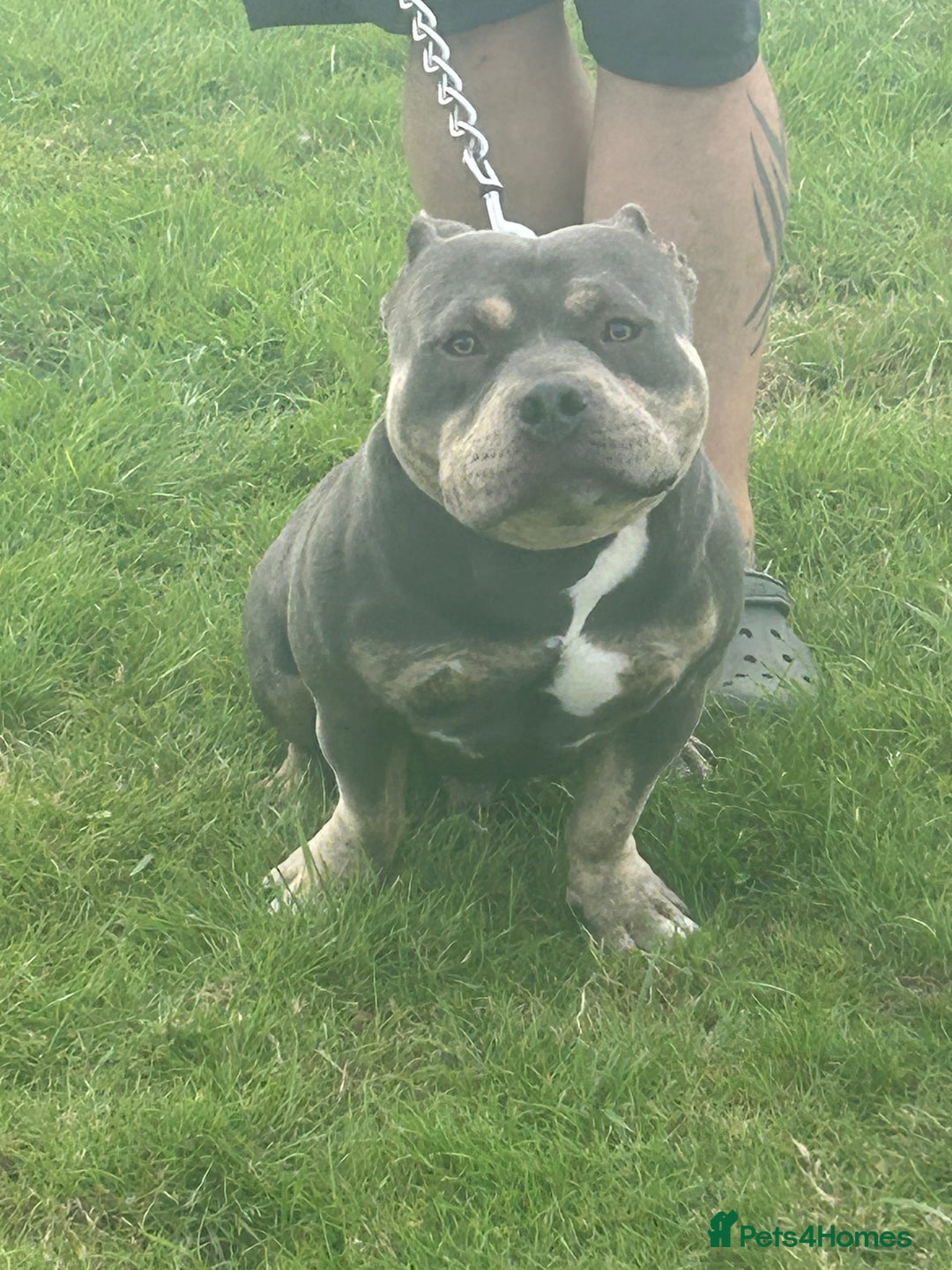 Shorty Bull dogs for sale: Blue and tan pocket bully - Image 2