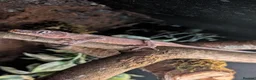 Gecko reptiles for sale: Crested Gecko - Advert 8