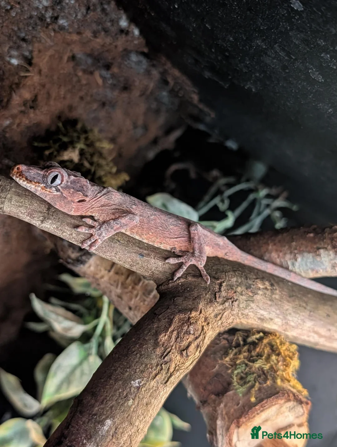 Gecko reptiles for sale: Crested Gecko - Advert 8