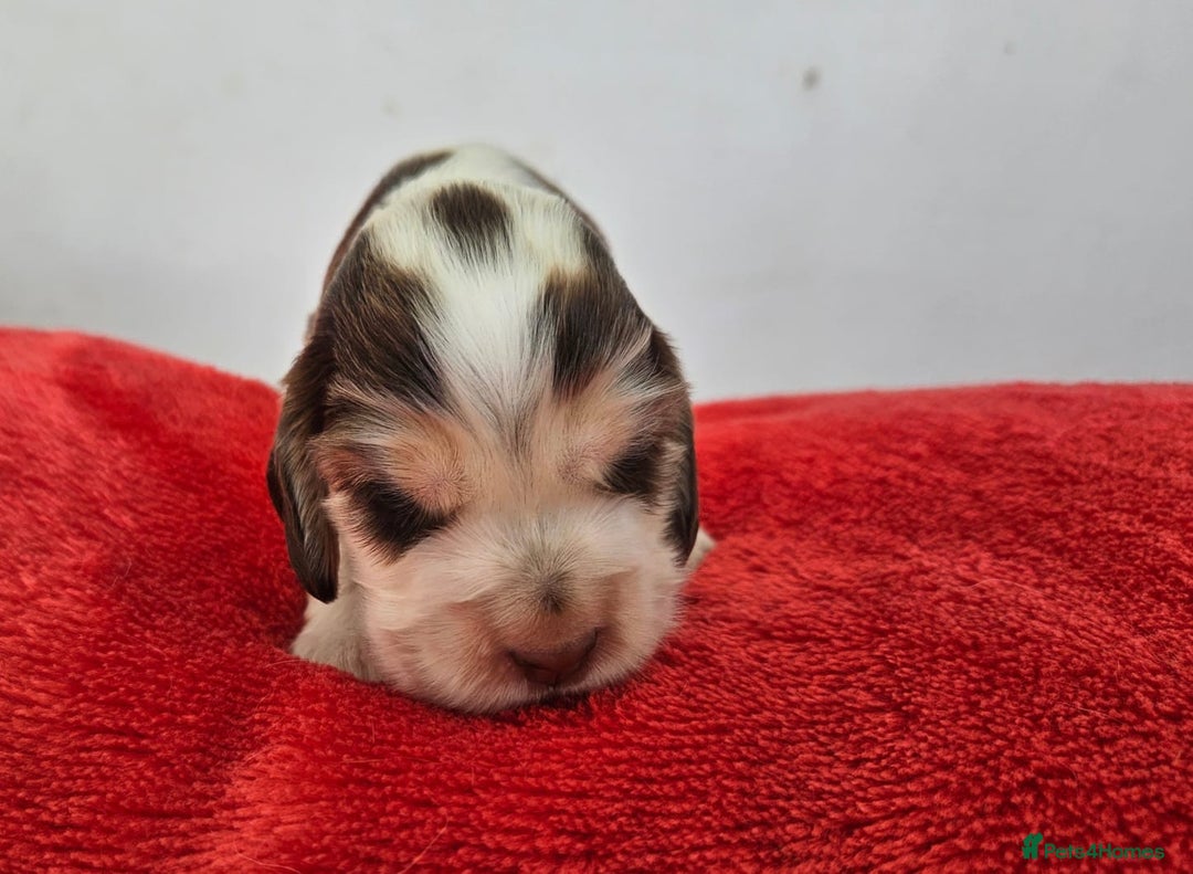 Cocker Spaniel dogs for sale: Quality Sable Show Cocker spaniel Puppies - Image 7