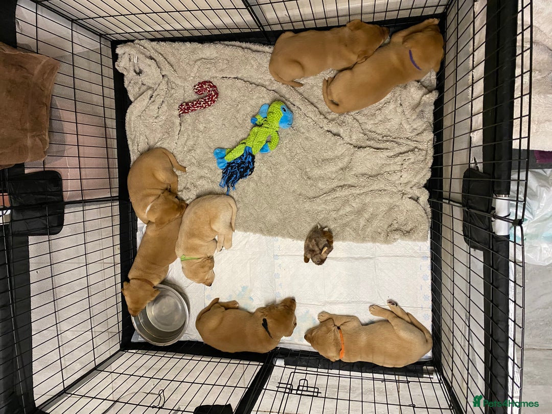 Labrador Retriever dogs for sale: Chuncky Labrador puppies - Advert 3